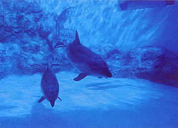 名古屋水族館 徒歩五分