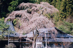 �������̐V��