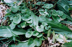 �������̐V��