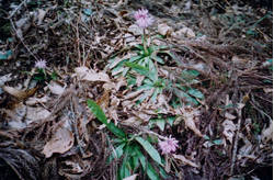 ���傤���傤�΂���