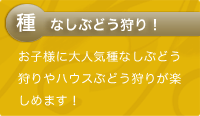 種なしぶどう狩り！
