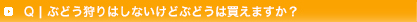 q3:ぶどう狩りはしないけど、ぶどうは買えますか?